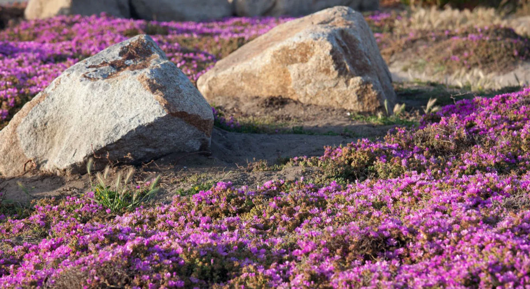 Naturheilpraxis Elke Kühl